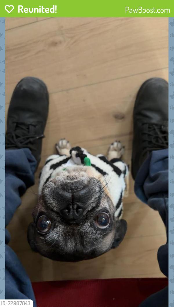 Reunited Male Dog last seen Near , San Antonio, TX 78237