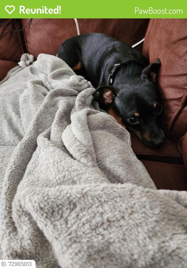 Reunited Male Dog last seen Hearthwood Pl  and Macland Rd , Dallas, GA 30157