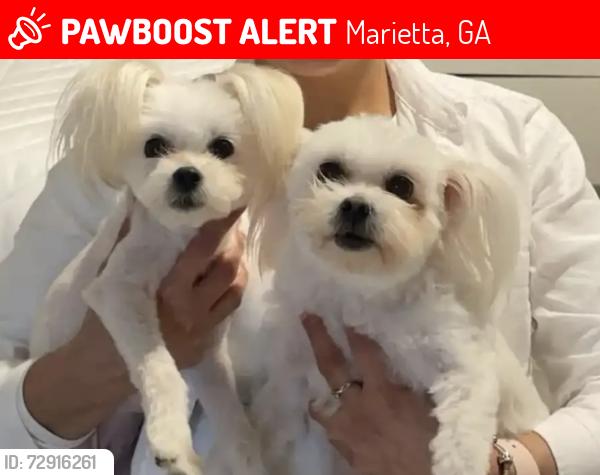 Lost Female Dog last seen Austell , Marietta, GA 30008