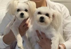 Lost Female Dog last seen Austell , Marietta, GA 30008