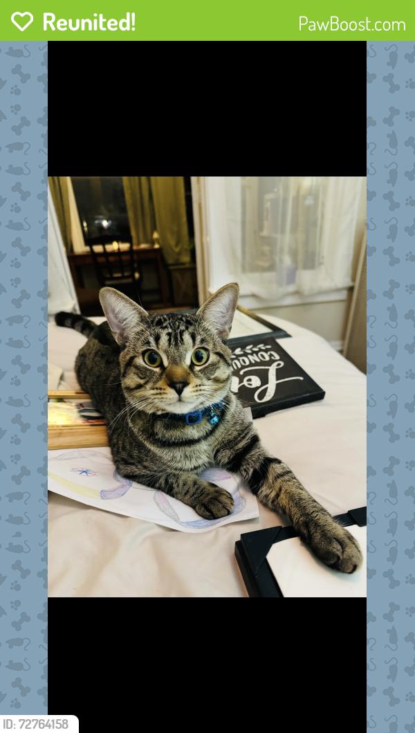 Reunited Male Cat last seen Chicago and main , Evanston, IL 60202