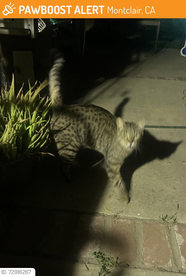 Found/Stray Unknown Cat last seen Camarena and Monte Vista, Montclair, CA 91763