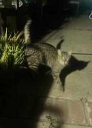 Found/Stray Unknown Cat last seen Camarena and Monte Vista, Montclair, CA 91763