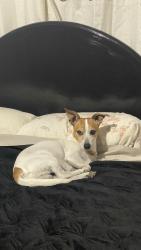 Lost Male Dog last seen S.Ford Rd. Amon Carter Lake , Bowie, TX 76230