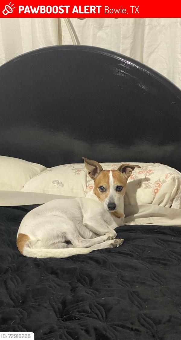 Lost Male Dog last seen S.Ford Rd. Amon Carter Lake , Bowie, TX 76230