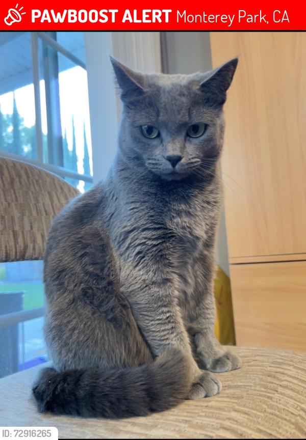 Lost Female Cat last seen Orange Avenue and Tegner Drive, Monterey Park, CA 91755