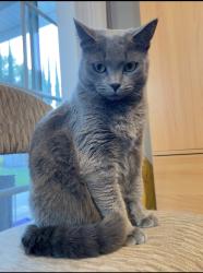 Lost Female Cat last seen Orange Avenue and Tegner Drive, Monterey Park, CA 91755