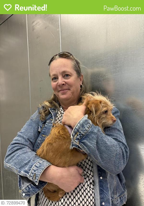 Reunited Female Dog last seen Civic Center Bart, San Francisco, CA 94102