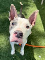 Shelter Stray Male Dog last seen Near McKean Ave, 21217, MD, Baltimore, MD 21230
