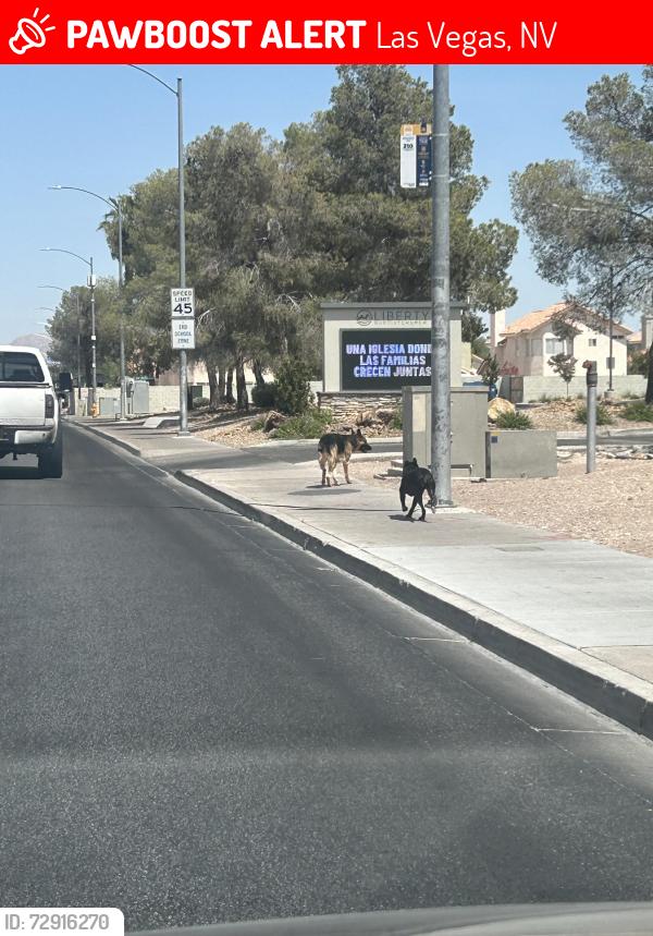 Lost Unknown Dog last seen West lake mead , Las Vegas, NV 89128