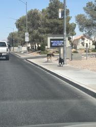 Lost Unknown Dog last seen West lake mead , Las Vegas, NV 89128