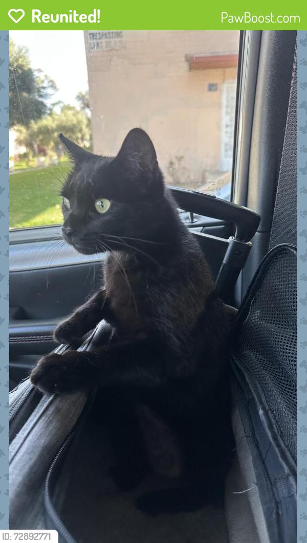 Reunited Female Cat last seen Hammond and  Douglas, Pasadena, CA 91104