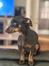 Lost Male Dog last seen Near Marshall St, Arvada, CO 80002, Arvada, CO 80002