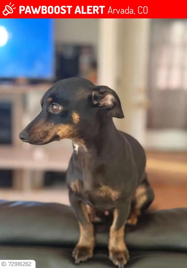 Lost Male Dog last seen Near Marshall St, Arvada, CO 80002, Arvada, CO 80002