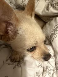 Reunited Female Dog last seen Near Stanford Ave, Albuquerque NM, Albuquerque, NM 87106