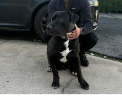 Reunited Male Dog last seen Rabbit Hill, Fallbrook, CA 92028