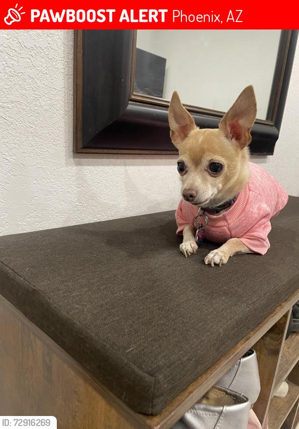 Lost Male Dog last seen Near ave and Thomas Rd, Phoenix, AZ 85009