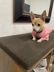 Lost Male Dog last seen Near ave and Thomas Rd, Phoenix, AZ 85009