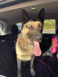Reunited Male Dog last seen Fall creek way, Mendel way, Sacramento, CA 95833