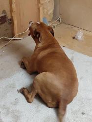 Reunited Female Dog last seen Caney creek rd , Murphy, NC 28906