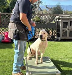 Reunited Female Dog last seen Near Rabbit Hill, Fallbrook, CA 92028