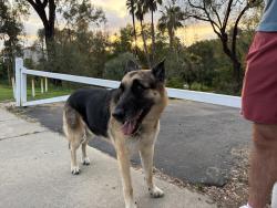 Reunited Male Dog last seen Park Place Canyon, Encinitas, CA 92007