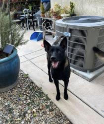 Reunited Female Dog last seen Fall creek way, Mendel way, Sacramento, CA 95833