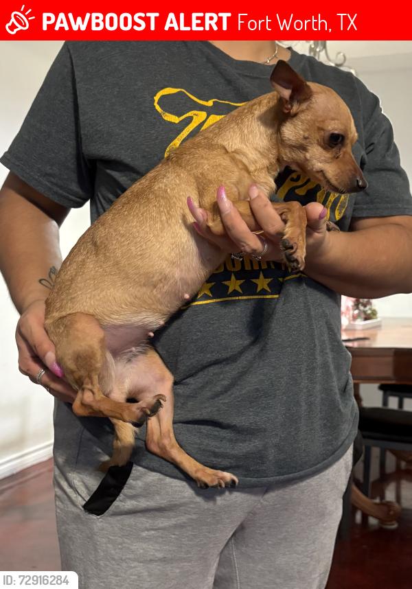 Lost Female Dog last seen Glenwick drive , Fort Worth, TX 76114