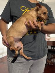 Lost Female Dog last seen Glenwick drive , Fort Worth, TX 76114