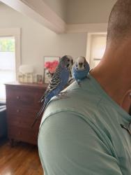 Lost Male Bird last seen Louisiana and Landis St. , San Diego, CA 92104