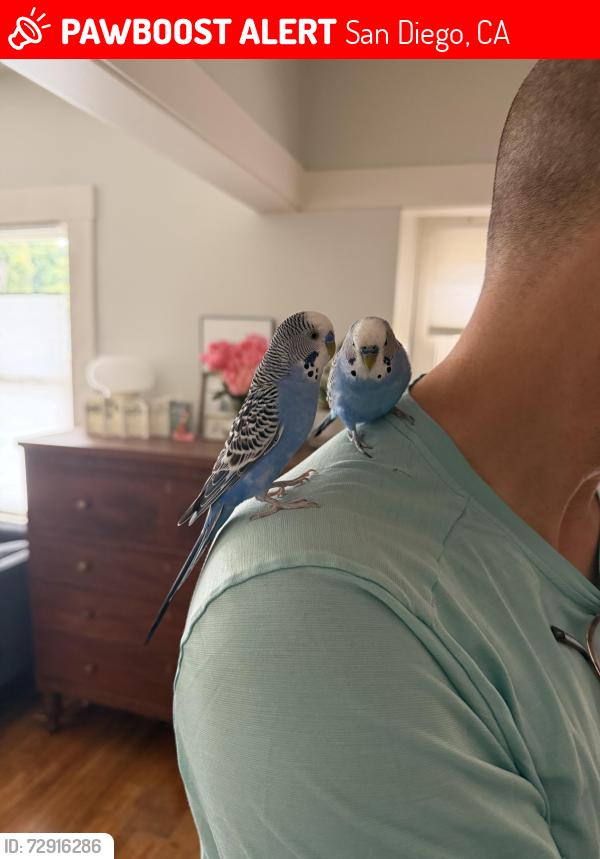 Lost Male Bird last seen Louisiana and Landis St. , San Diego, CA 92104