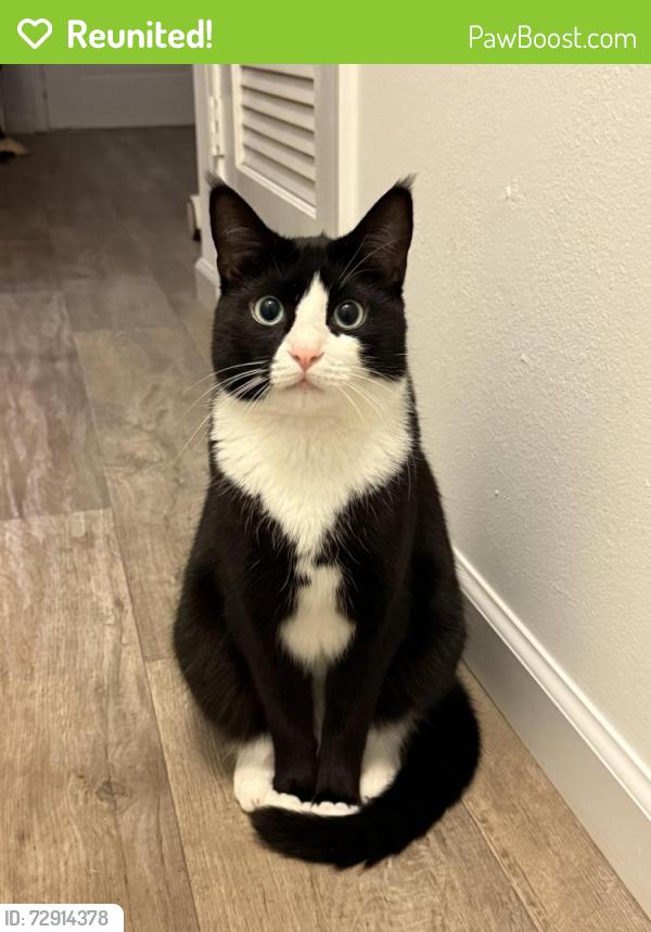 Reunited Male Cat last seen Could be around dollar general market off highway 11 or in new prospect area , Campobello, SC 29322