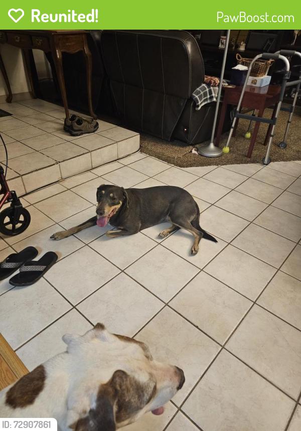 Reunited Female Dog last seen Spikenard Dr Henderson Nevada , Henderson, NV 89002