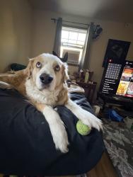 Lost Male Dog last seen 4th parking lot, Colorado Springs, CO 80904