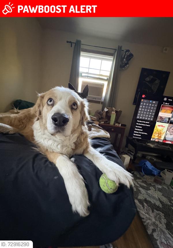 Lost Male Dog last seen 4th parking lot, Colorado Springs, CO 80904