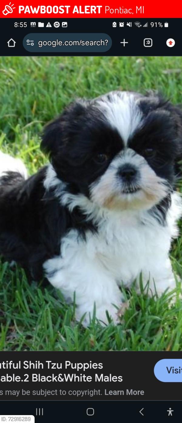 Lost Male Dog last seen Snowballs and goldner Walsh nursery Orchard, Pontiac, MI 48341