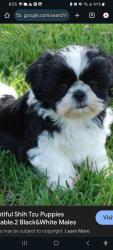 Lost Male Dog last seen Snowballs and goldner Walsh nursery Orchard, Pontiac, MI 48341