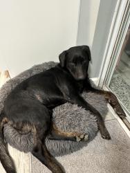Reunited Male Dog last seen Durkee Rd , Cleveland, TN 37323