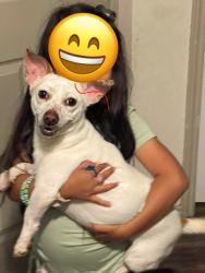 Reunited Female Dog last seen Chenault st , Dallas, TX 75228