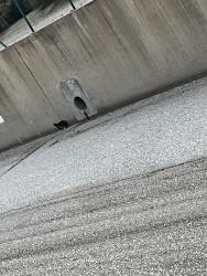 Found/Stray Unknown Cat last seen Tujunga wash between vanowen and Sherman way , Los Angeles, CA 91606