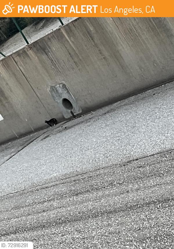 Found/Stray Unknown Cat last seen Tujunga wash between vanowen and Sherman way , Los Angeles, CA 91606