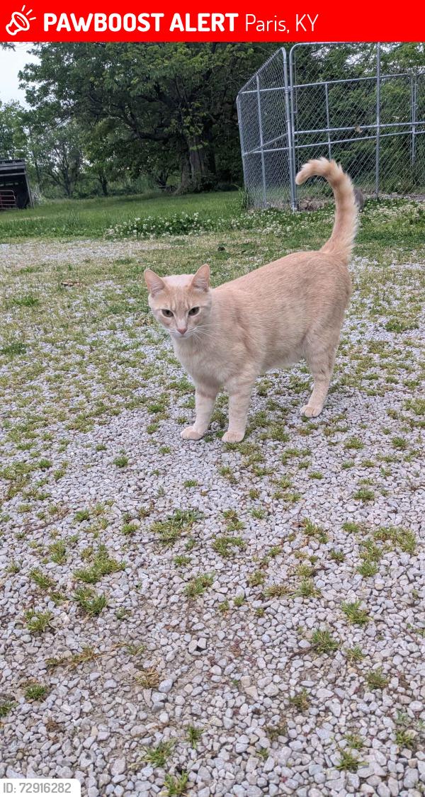 Lost Male Cat last seen Bethlehem Rd, Paris KY, Paris, KY 40361