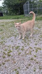 Lost Male Cat last seen Bethlehem Rd, Paris KY, Paris, KY 40361