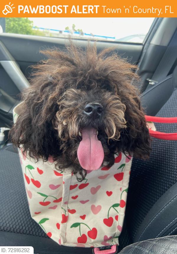 Found/Stray Female Dog last seen Towne Place, Hulsey Rd,, Town 'n' Country, FL 33634