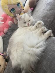 Found/Stray Unknown Cat last seen In apmt complex parking lot, Tumwater, WA 98501