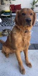 Lost Male Dog last seen Vintage Park Dr and Delayhe Cir, Sacramento, CA 95828