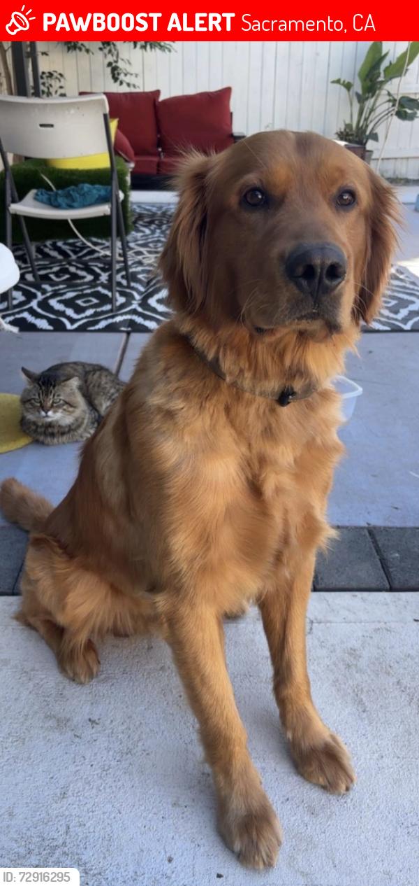 Lost Male Dog last seen Vintage Park Dr and Delayhe Cir, Sacramento, CA 95828