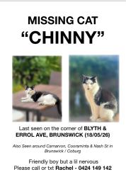 Lost Male Cat last seen Errol street, Brunswick, VIC 3056