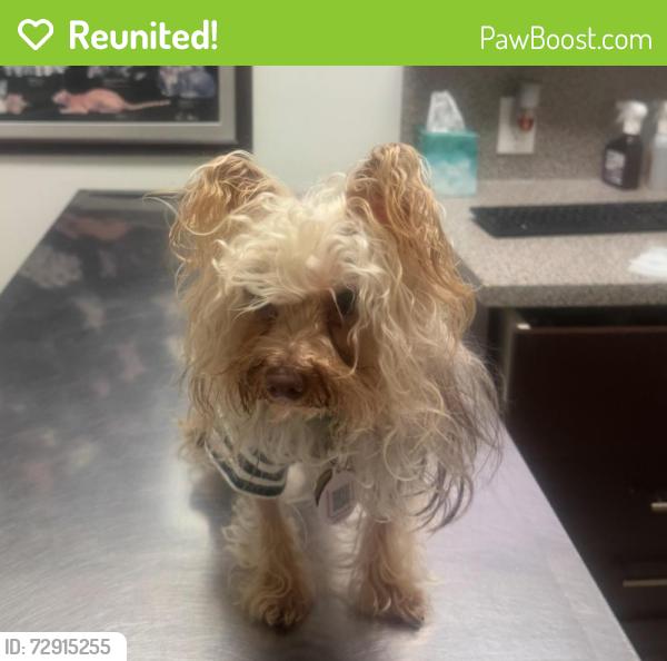 Reunited Male Dog last seen Near Hialeah elementary school, Hialeah, FL 33013