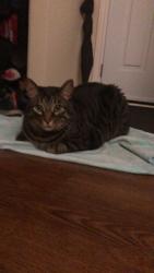 Lost Male Cat last seen Near Metcalfe cres, London ontario, London, ON N6E 1H8